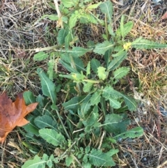 Sisymbrium officinale at Throsby, ACT - 13 May 2021 09:32 AM