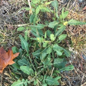 Sisymbrium officinale at Throsby, ACT - 13 May 2021 09:32 AM