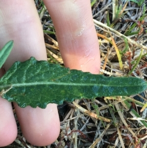 Sisymbrium officinale at Throsby, ACT - 13 May 2021 09:32 AM