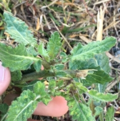 Sisymbrium officinale at Throsby, ACT - 13 May 2021 09:32 AM