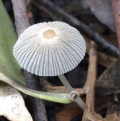 Coprinellus etc. (An Inkcap) at Acton, ACT - 11 May 2021 by NedJohnston