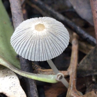 Coprinellus etc. (An Inkcap) at Acton, ACT - 11 May 2021 by NedJohnston