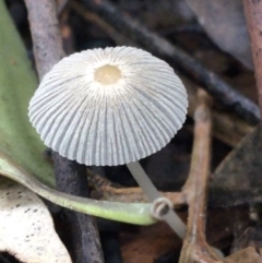 Coprinellus etc. (An Inkcap) at Acton, ACT - 11 May 2021 by Ned_Johnston