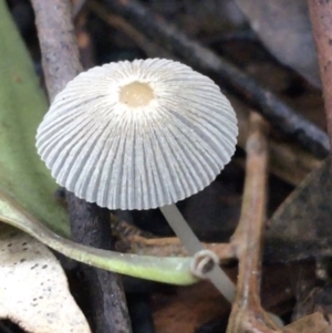 Coprinellus etc. at Acton, ACT - 11 May 2021