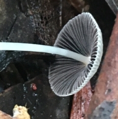 Coprinellus etc. at Acton, ACT - 11 May 2021