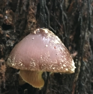 Descolea sp. at Acton, ACT - 11 May 2021