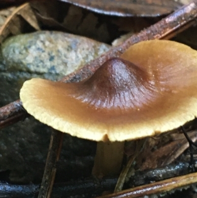 Unverified Cap on a stem; gills below cap [mushrooms or mushroom-like] at Acton, ACT - 11 May 2021 by NedJohnston