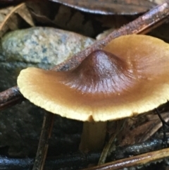 Unidentified Cap on a stem; gills below cap [mushrooms or mushroom-like] at Acton, ACT - 11 May 2021 by Ned_Johnston
