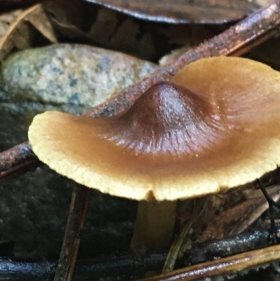 Unidentified Cap on a stem; gills below cap [mushrooms or mushroom-like] at Acton, ACT - 11 May 2021 by Ned_Johnston