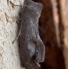 Paralaea ochrosoma (Fuscous Crest-moth) at Murrumbateman, NSW - 11 May 2021 by SimoneC