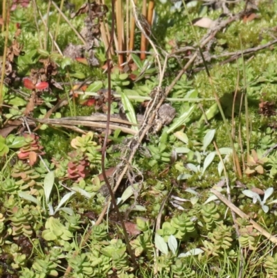 Utricularia dichotoma (Fairy Aprons, Purple Bladderwort) at Tidbinbilla Nature Reserve - 14 May 2021 by Sarah2019