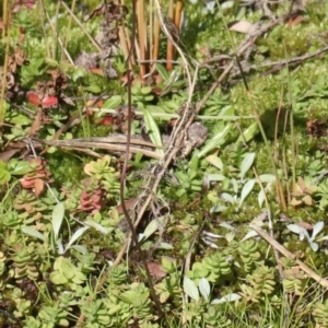 Utricularia dichotoma at Paddys River, ACT - 14 May 2021