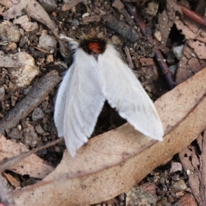 Trichiocercus sparshalli at Paddys River, ACT - 14 May 2021