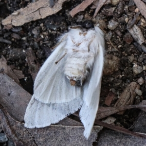 Trichiocercus sparshalli at Paddys River, ACT - 14 May 2021