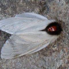 Trichiocercus sparshalli at Paddys River, ACT - 14 May 2021