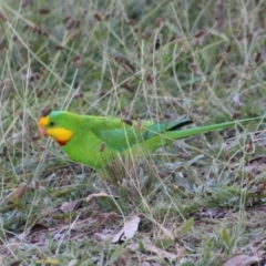 Polytelis swainsonii (Superb Parrot) at Hughes, ACT - 12 May 2021 by LisaH