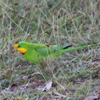 Polytelis swainsonii (Superb Parrot) at Hughes Grassy Woodland - 12 May 2021 by LisaH