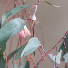 Eucalyptus leucoxylon (Yellow Gum) at Wodonga - 14 May 2021 by Kyliegw