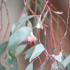 Eucalyptus leucoxylon at Castle Creek, VIC - 14 May 2021