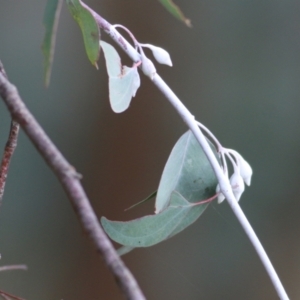 Eucalyptus leucoxylon at Castle Creek, VIC - 14 May 2021 11:52 AM