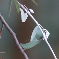 Eucalyptus leucoxylon at Castle Creek, VIC - 14 May 2021