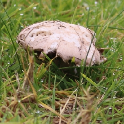 Unidentified Fungus at WREN Reserves - 13 May 2021 by KylieWaldon