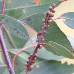 Unidentified Insect at Castle Creek, VIC - 14 May 2021 by Kyliegw