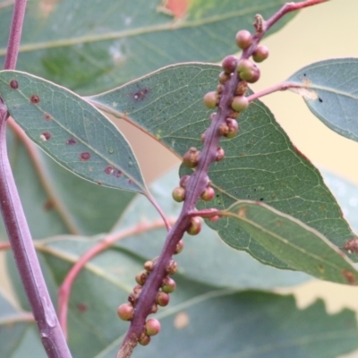 Unidentified Insect at Wodonga - 14 May 2021 by Kyliegw