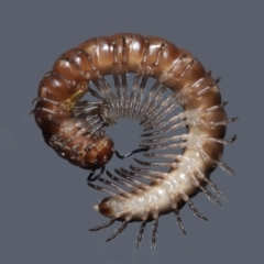 Paradoxosomatidae sp. (family) (Millipede) at Evatt, ACT - 5 May 2021 by TimL