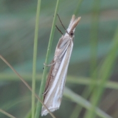 Hednota species near grammellus (Pyralid or snout moth) at Isabella Pond - 4 Mar 2021 by michaelb