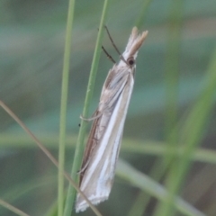 Hednota species near grammellus (Pyralid or snout moth) at Monash, ACT - 4 Mar 2021 by MichaelBedingfield