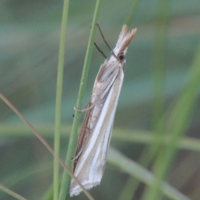Hednota species near grammellus (Pyralid or snout moth) at Monash, ACT - 4 Mar 2021 by michaelb