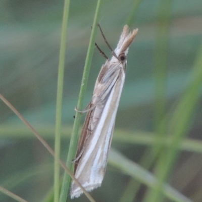 Hednota species near grammellus (Pyralid or snout moth) at Isabella Pond - 4 Mar 2021 by michaelb