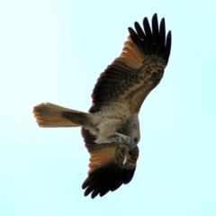 Haliastur sphenurus (Whistling Kite) at Wonga Wetlands - 15 May 2021 by Kyliegw