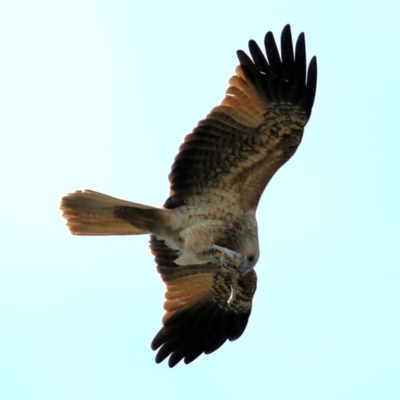 Haliastur sphenurus (Whistling Kite) at Wonga Wetlands - 15 May 2021 by Kyliegw