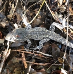 Amphibolurus muricatus (Jacky Lizard) at Kambah, ACT - 11 May 2021 by MichaelMulvaney