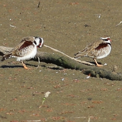 Charadrius melanops (Black-fronted Dotterel) at Albury - 15 May 2021 by KylieWaldon