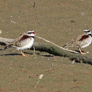 Charadrius melanops at Albury - 15 May 2021 09:48 AM