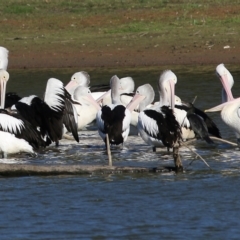 Pelecanus conspicillatus (Australian Pelican) at Splitters Creek, NSW - 14 May 2021 by Kyliegw