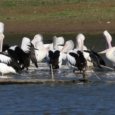 Pelecanus conspicillatus (Australian Pelican) at Wonga Wetlands - 14 May 2021 by Kyliegw
