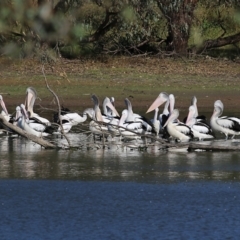 Pelecanus conspicillatus at Albury - 15 May 2021 09:34 AM