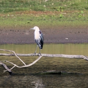 Ardea pacifica at Splitters Creek, NSW - 15 May 2021 09:38 AM