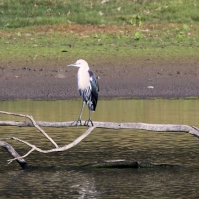 Ardea pacifica (White-necked Heron) at Albury - 14 May 2021 by Kyliegw