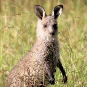 Macropus giganteus at Wonga Wetlands - 15 May 2021 08:46 AM