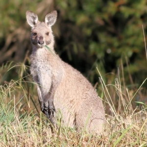 Macropus giganteus at Wonga Wetlands - 15 May 2021 08:46 AM