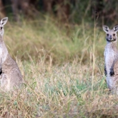 Macropus giganteus at Wonga Wetlands - 15 May 2021 08:46 AM