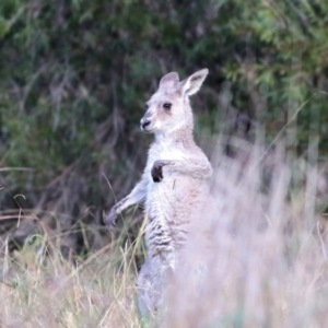 Macropus giganteus at Wonga Wetlands - 15 May 2021 08:46 AM