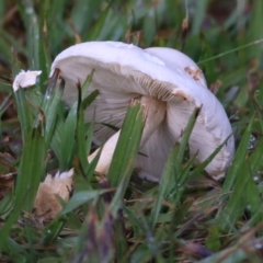 Unidentified Fungi at Wonga Wetlands - 14 May 2021 by Kyliegw