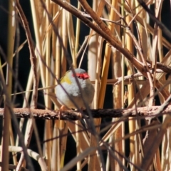 Neochmia temporalis (Red-browed Finch) at Albury - 15 May 2021 by Kyliegw