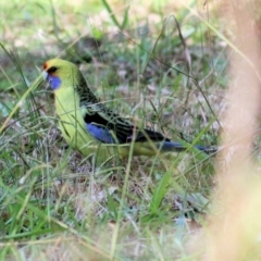 Platycercus elegans flaveolus (Yellow Rosella) at Albury - 14 May 2021 by Kyliegw